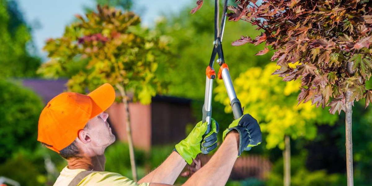 Tree Services